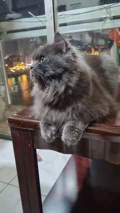 Gray Persian Kitten Triple Coated For Sale Available Golden Eyes