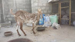 makkha chini