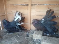 Fantail