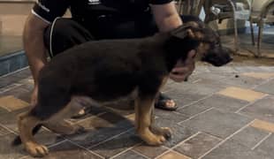 German shepherd puppy | pedigree puppies | Male puupy | gsd Dog