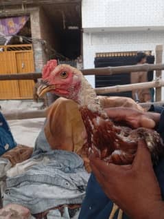 clever hens