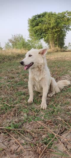 Dog