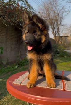German Shepherd puppies 03198435459