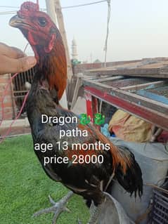 Dragon murga
