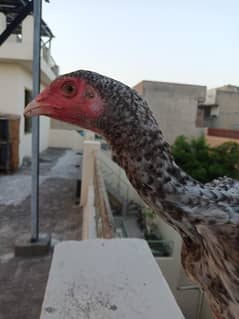pure aseel shamoo