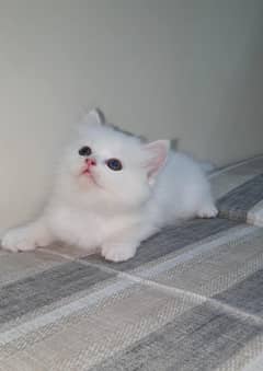 Persian White Kittens