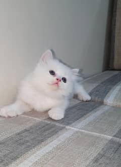 Persian