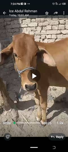 cow & bull (pear)