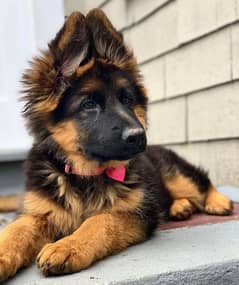 German shepherd puppies long coat my WhatsApp number 03001868066