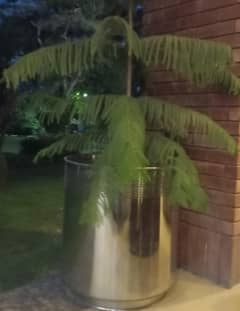 plant & steel Pot