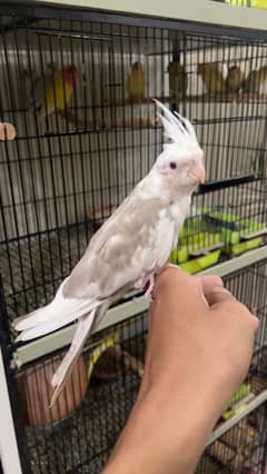 Handtamed Cocktails Fellow Mutation