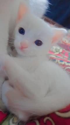 kitten