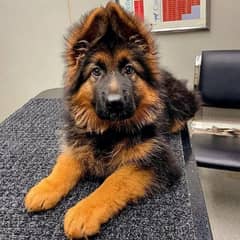 German shepherd puppies long coat my WhatsApp number 03001868066