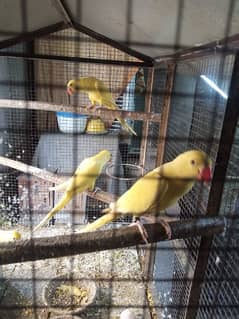 beyoutiul yellow#maile DNA testested paayrots