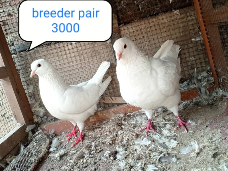 fancy pigeon | kabutar| Jacobin|  frillback saddle | amarican fantail| 13
