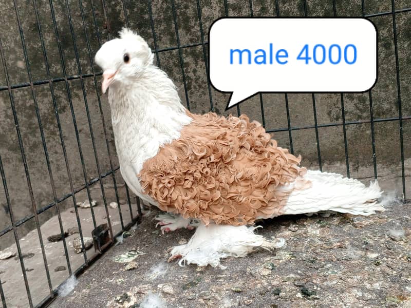 fancy pigeon | kabutar| Jacobin|  frillback saddle | amarican fantail| 17