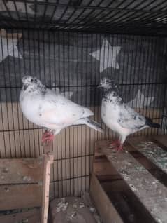 peigon pair