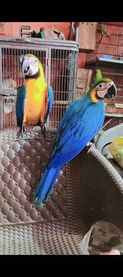 Blue and gold macaw baby