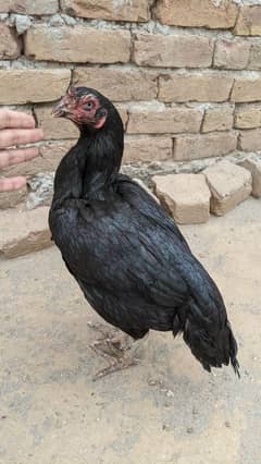 mushka aseel
