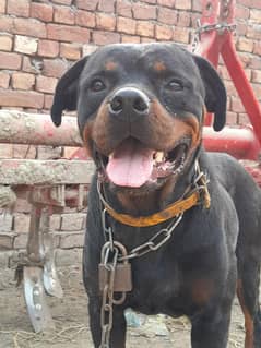 pedigree k sath