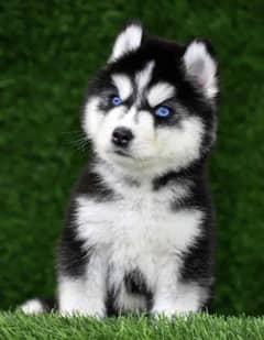 Siberian husky puppies 03198435459