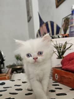 Persian Males Triple coated