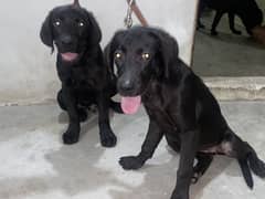 Labrado puppy