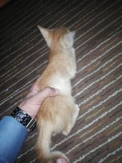 Persian cat 6 weeks old