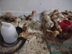 RIR 21 days old chicks healthy and active