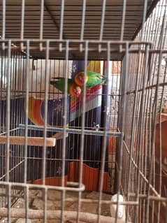 Fisher, Albino, Lutino, Java, Finch
