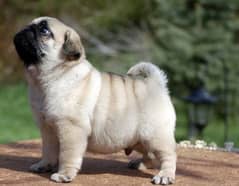Pug 03198435459