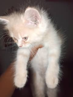 Persian male kitten for sale