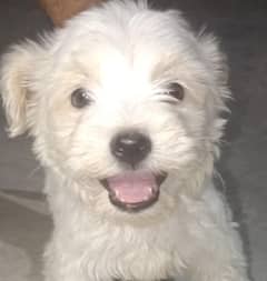 maltese puppy