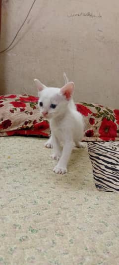 Cute white kittens with blue eyes for sale at most suitable prices