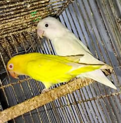 LOVEBIRD