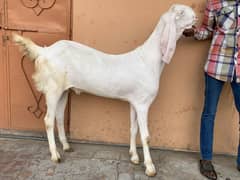 Goats