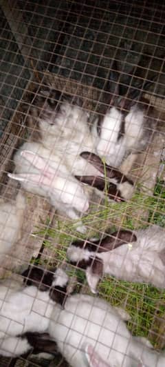male and female both are Available  : age 3 and 6 months
