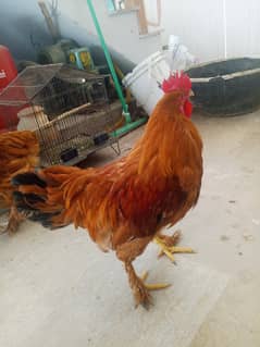 2 male h 1 female