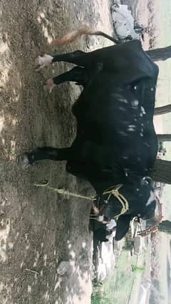 buffalo
