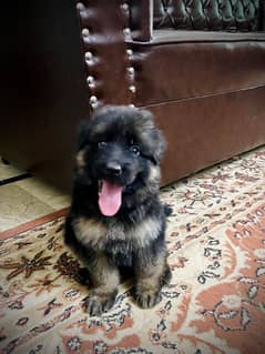 German