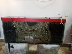 fish aquarium