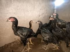 Shamo Chicks