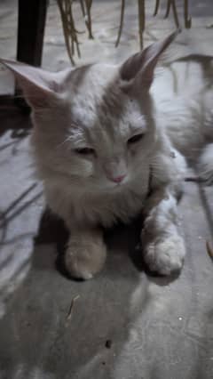 odd eyes male cat available for adoption