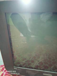 21 inch Nobel TV of condition will repair karne wala yah lekar repair