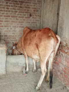 sahiwal cholistani cross 5 month 18 din gaban