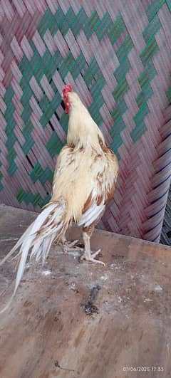 pure shjra aseel bnd jor