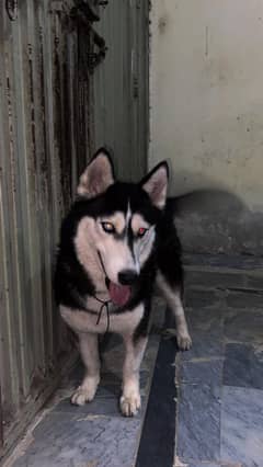 Husky female