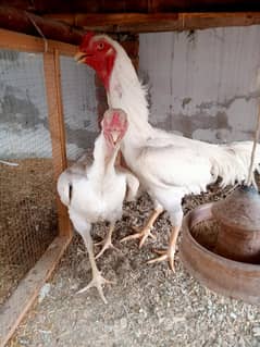 Aseel shamo Breader jora,murgi anday de Rahe h,