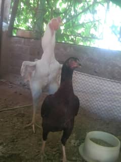 boska aseel heera