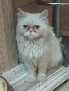 White persian cat for sale
